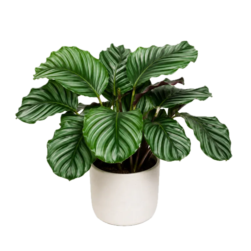 Calathea