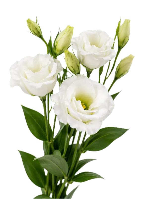 Eustoma