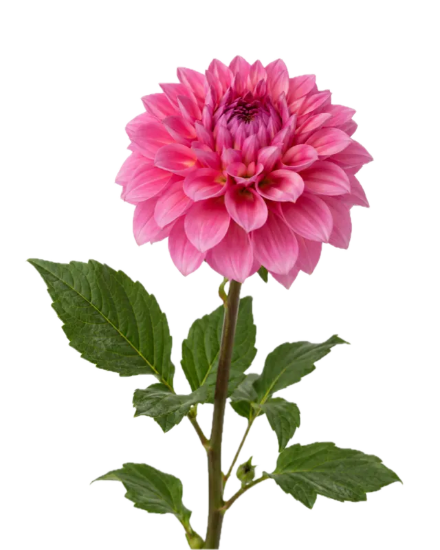 Jiřina
