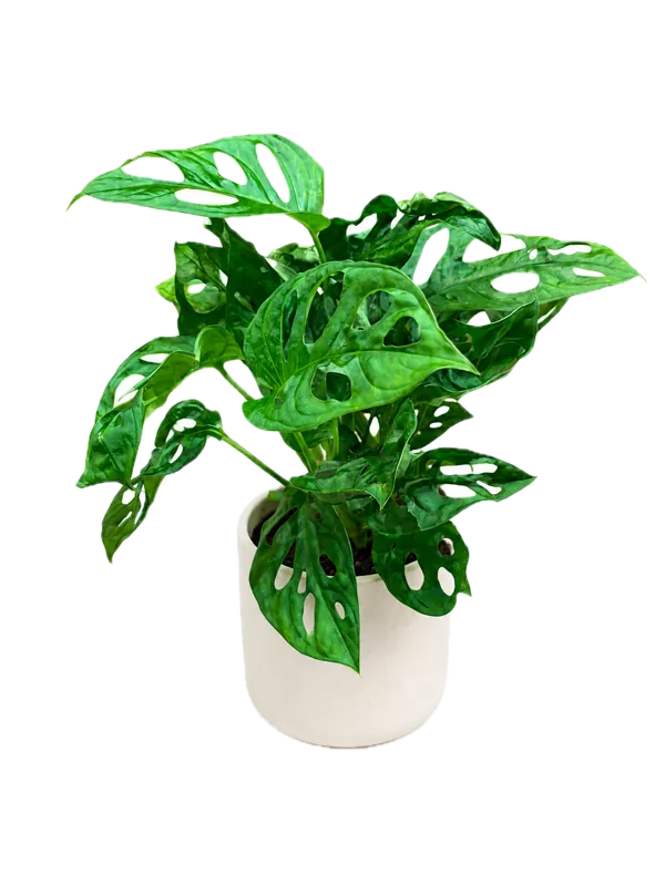 Monstera Monkey