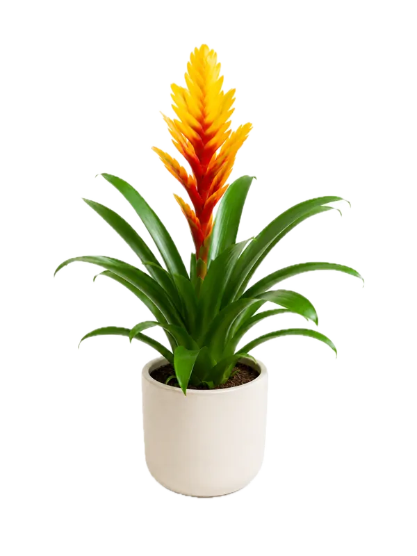 Vriesea